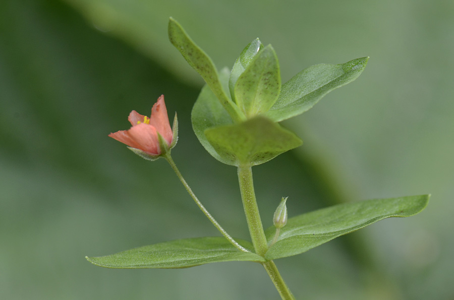 Lysimachia (=Anagallis) arvensis / Mordigallina